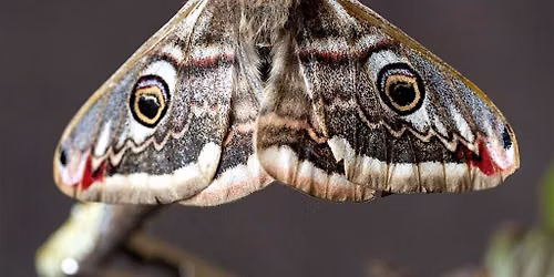 Discover Moths in the Garden