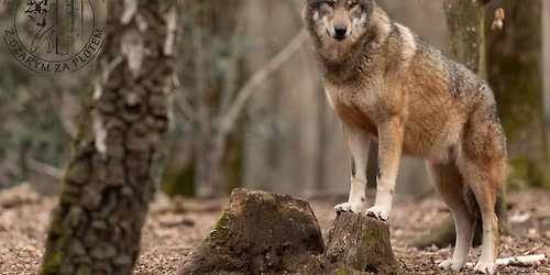 Wilk \u2013 s\u0105siad warty poznania. Prelekcja w Stacji Kultura