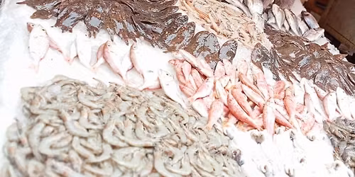 \u0627\u0633\u0645\u0627\u0643 \u0627\u0644\u0643\u0647\u0631\u0628\u0627\u0626\u064a \u0645\u0639 Gamal \u0627\u0644\u0623\u0633\u0645\u0627\u0643