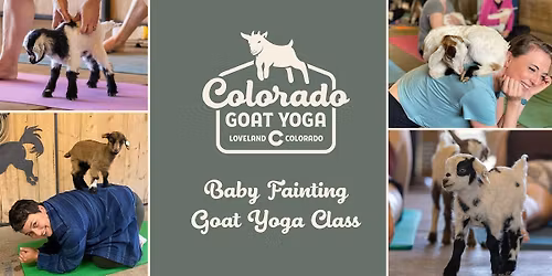 Baby Goat Yoga