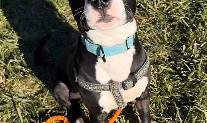 Adoption Event - Champaign PetSmart!