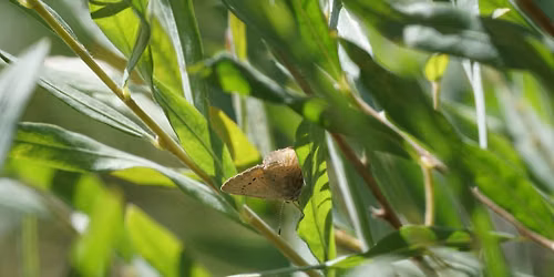 Native Plant ID - Willows & Cottonwoods