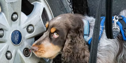 \ud83d\udc3e\u2728 UK SNIFFER DOGS \u2013 BRONZE SERIES 1 WORKSHOP \u2728\ud83d\udc3e