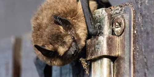 An Evening Chat with Bats
