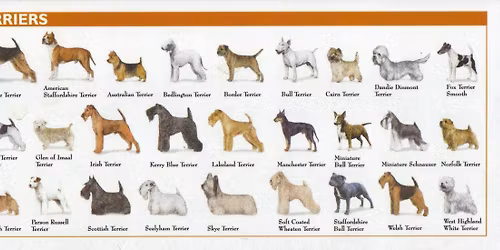 Liverpool Terrier Club