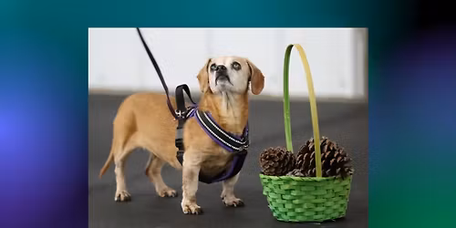 Tulsa Agility Club - UKC Nosework Trials