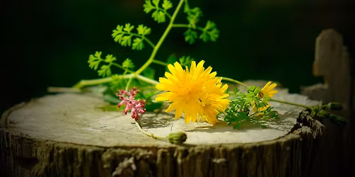 Die Sch\u00e4tze der Natur am Wegesrand