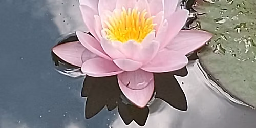 Women's Wellness Yoga Retreat Day: Living in Harmony with Nature