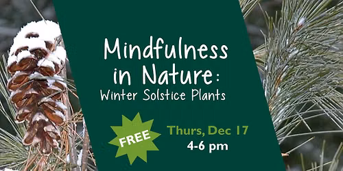 Mindfulness in Nature: Winter Solstice Plants