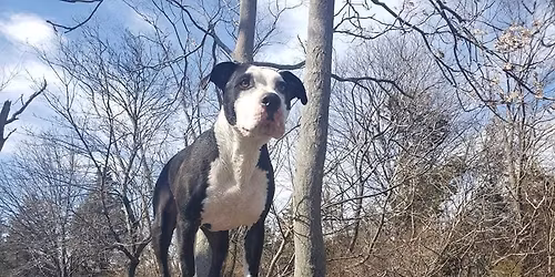 Yoda's Fall Food Drive At Seven Arrows Farm