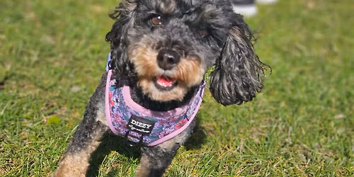 Small Dog Social - First Sunday of the month - EARLY TIME - 2:30pm-3:30pm