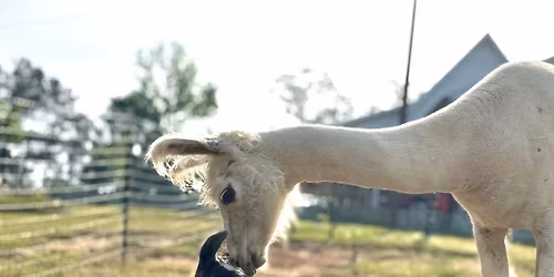 Farm Friends Story Hour