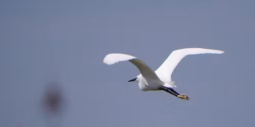 Field Trip - Rhyl and Estuary