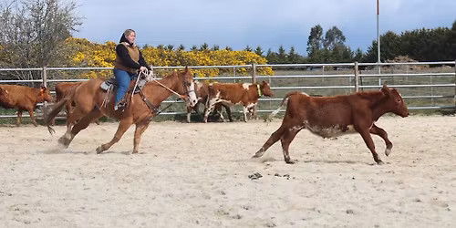 Kyneton Team Penning (Ranch Sorting)