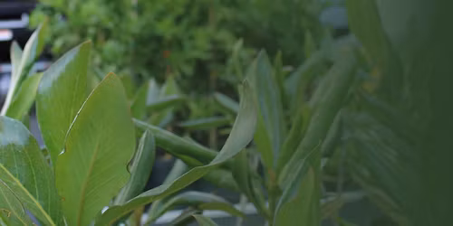 KEYS\u2019 22nd Tree Giveaway (Key West Service Building)