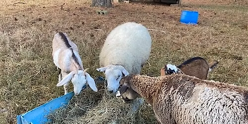 Healthy Pastures, Healthy Herds, Happy Herdsmen: Small Ruminant Workshop