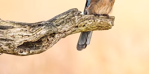 Wildlife Photography Workshop