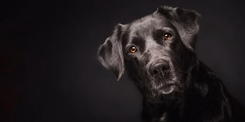 2026 Working Dog Law Enforcement Summit