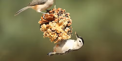 Pinecone Bird Feeder - RSVP Required