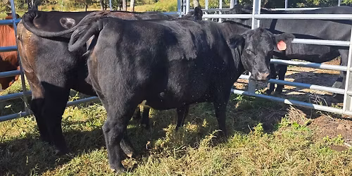 bred cows and pairs sale