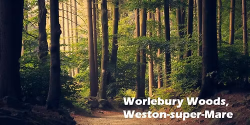 Easy Walk - Worlebury Woods - 1.5 hours