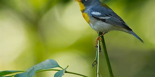 Birds & Brew