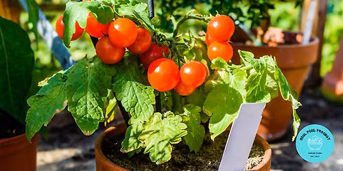 Vegetable Harvesting [Free Workshop]