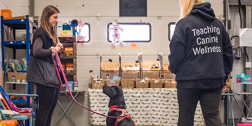 The Next Steps:  Foundation skills for young & adult dogs - 6 weeks, starts Mon 19 January 2026