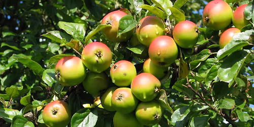 Workshop: Growing Fruit in Newfoundland