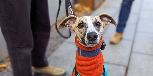  Plymouth - Jingle Paws Christmas Tour \ud83c\udf84