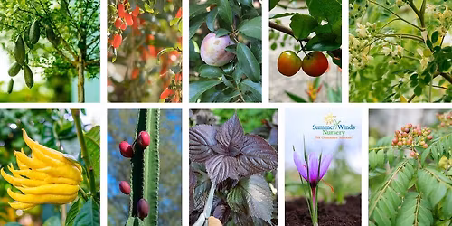 Uncommon Edible Plants for Your Desert Garden (GLENDALE)