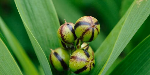 Flora of Oakwood Beach