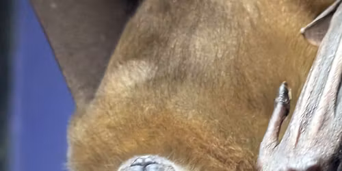 Meet the Fruit Bats of Bay Beach Wildlife Sanctuary!