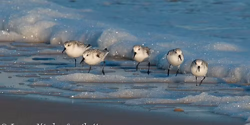 Assateague Nature Photography Fall Workshop