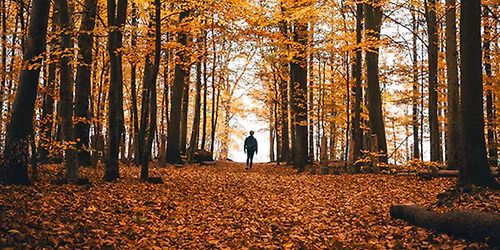 Tree Identification and Forest Ecology at Washington Grove