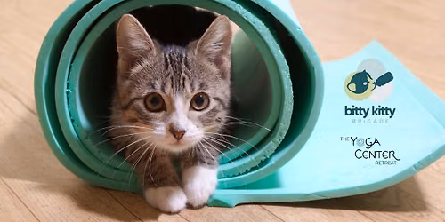 Kitty Yoga