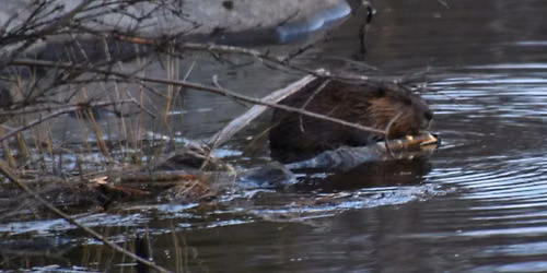 Beaver Detectives