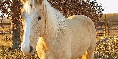 David Alexander Horsemanship Clinic