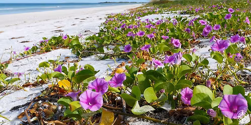 Honey Moon Island State Park Meet and Greet- All Members (teens and tweens will be in attendance)