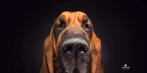 Mantrail Beginner-Kurs