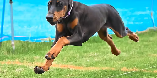 Playday for Dogs 3 of 3 Series Finals!