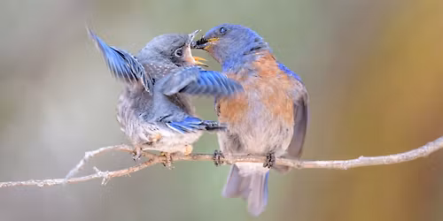Clif & Nelda Duo  |  "For the Birds"