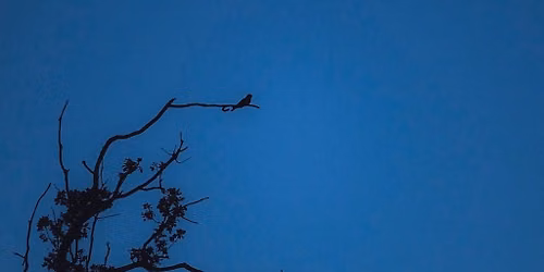 Nightjar Walk