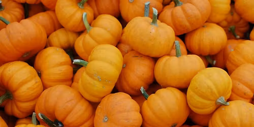FREE Pumpkin Collections for Composting