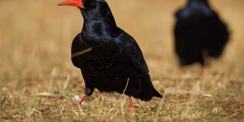 GOS AGM and the results of the 2025 Gower Chough Survey