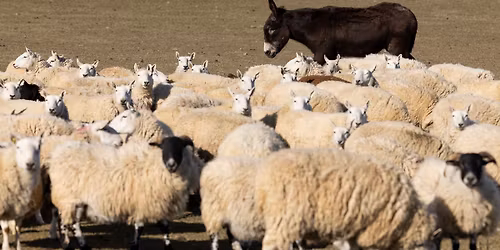 2026 Nippersink or Swim Sheepdog Trial