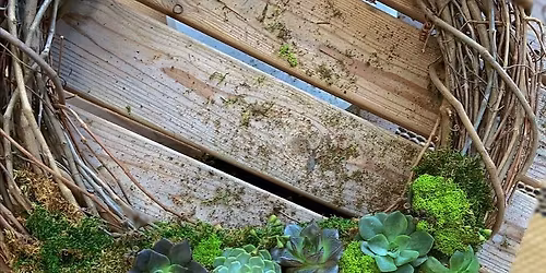 Christmas Succulent Wreath making