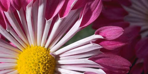 Kiku: Spotlight on Tradition