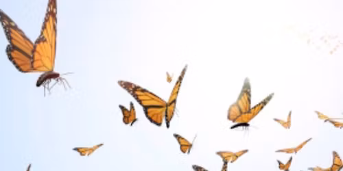 Warrior in the World: Shambhala Training Level III