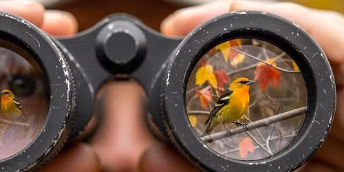 Beginning Binoculars - an Adult Bird Walk